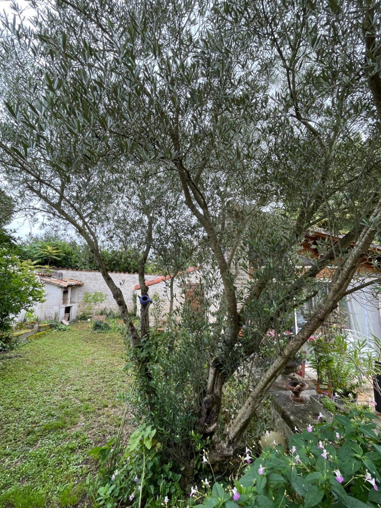 Sous L Olivier Apartment Tusson Exterior foto